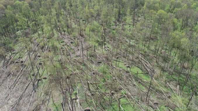 На Житомирщині буревій понищив 20 гектарів лісу