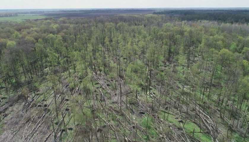 На Житомирщині буревій понищив 20 гектарів лісу