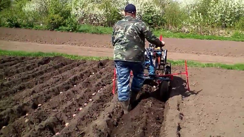 Как правильно садить картошку с помощью мотоблока