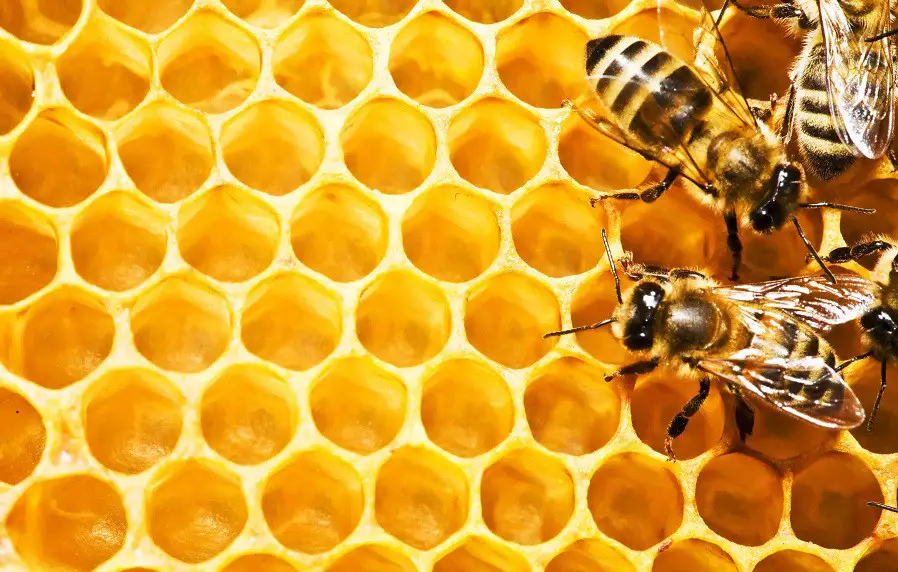 Что такое пчеловодство