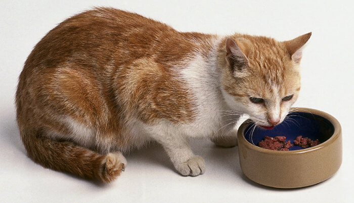 Как правильно выбрать корм для кошки, ожидающей котят?