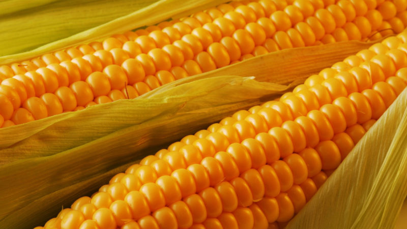 Що треба знати про насіння кукурудзи