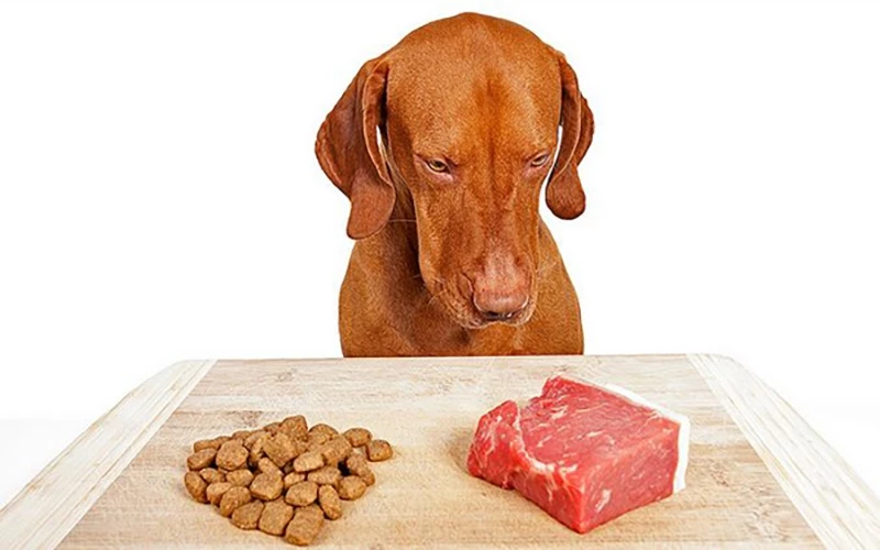 Сравнение сухого корма и натурального питания для собак: какой вариант лучше