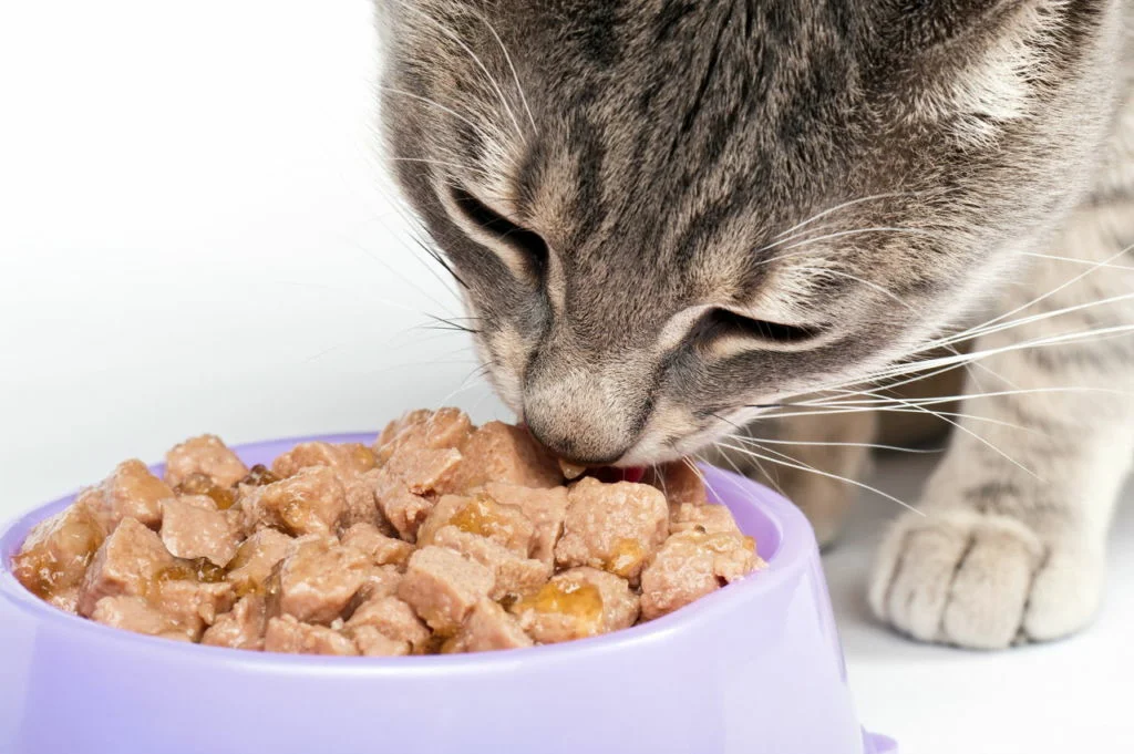 Все, що ви хотіли дізнатися про вологі корми для котів
