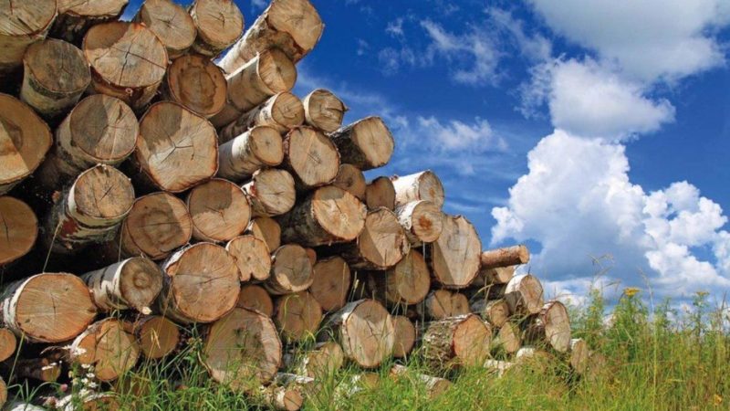Біржові торги необробленою деревиною на Українській універсальній біржі, що треба знати