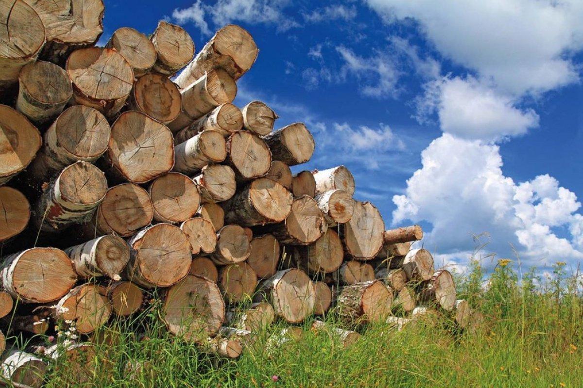 Біржові торги необробленою деревиною на Українській універсальній біржі, що треба знати
