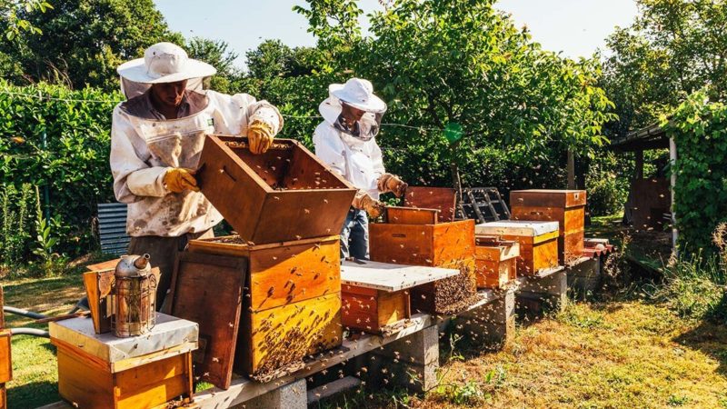 Магазин пчеловодства єБджоли: Ваш единственный магазин для всего, что связано с пчелами