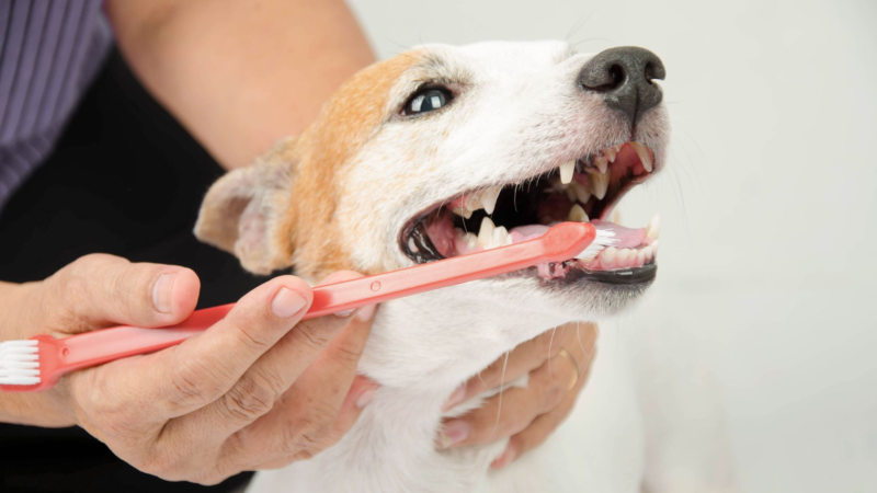 Чи потрібно чистити зуби своєму домашньому улюбленцю: Поради від ветеринарів та досвід власників.