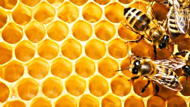 Секреты увеличения урожайности меда для пчеловодов