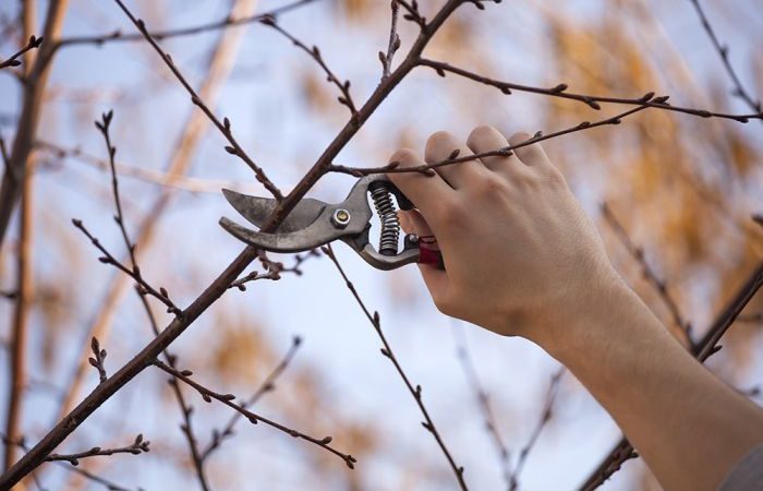 Важность удаления больных и засохших веток