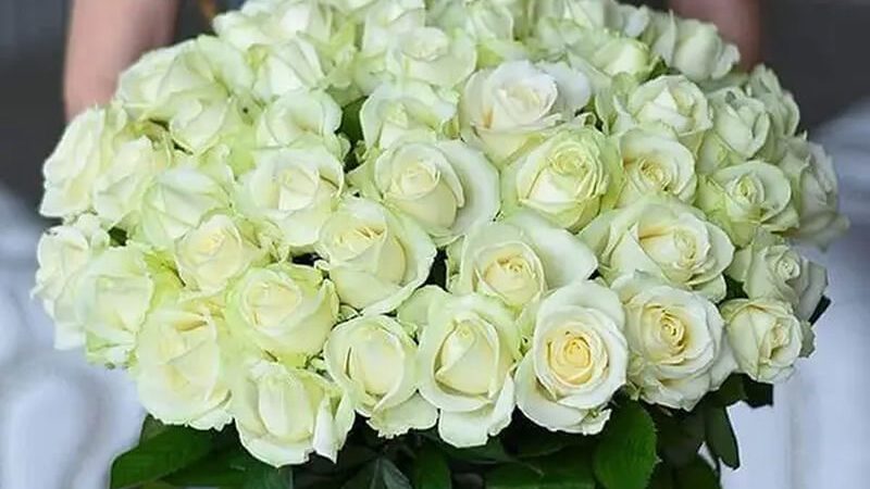 Троянда Аваланч від компанії «Камелія»: вишуканість і якість