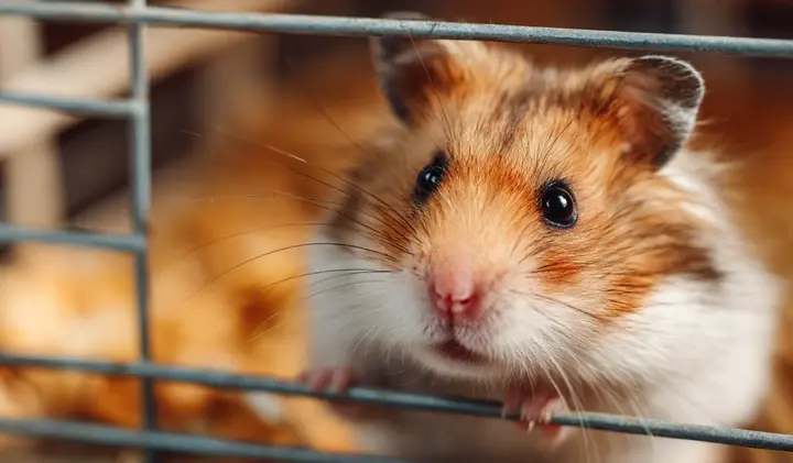 Найкращі натуральні наповнювачі для клітки гризуна: комфорт і гігієна