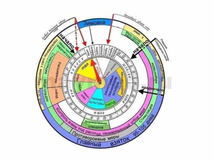 Календар бджоляра на 2026 рік: основні роботи по місяцях для України