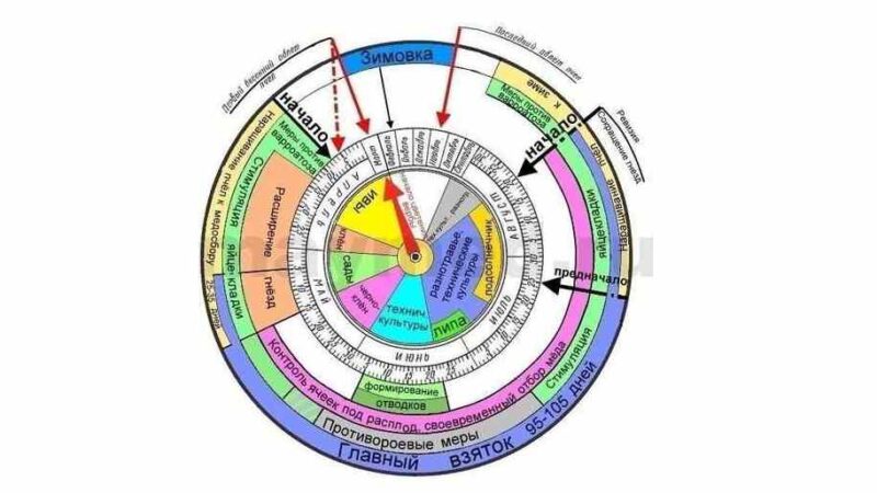 Календар бджоляра на 2026 рік: основні роботи по місяцях для України