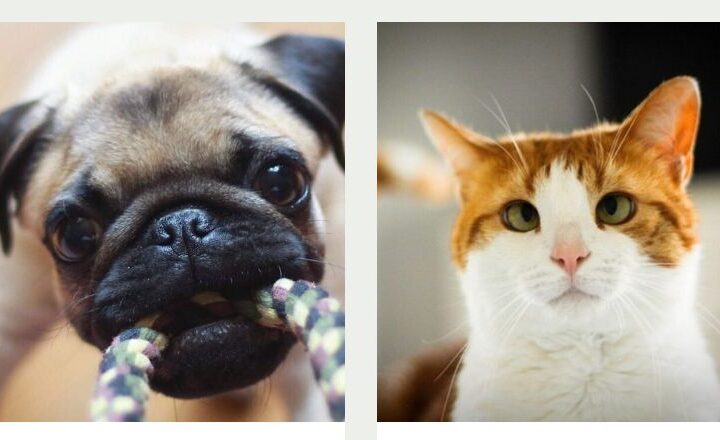 LovePets UA: сучасний онлайн-простір для дбайливих власників тварин