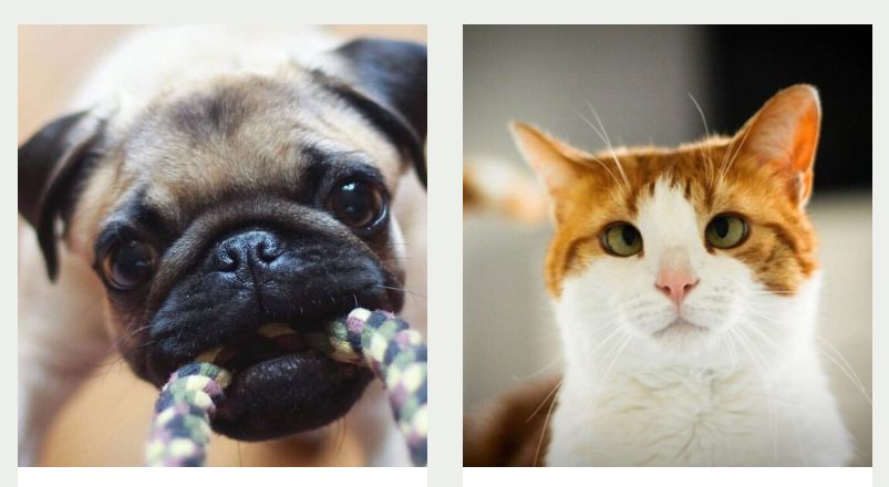 LovePets UA: сучасний онлайн-простір для дбайливих власників тварин