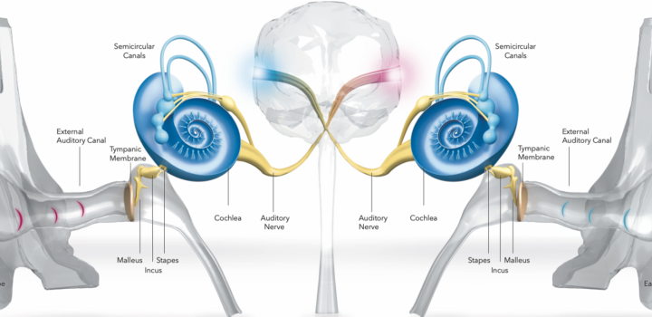 Инновации в действии: как слуховые аппараты нового поколения возвращают мир звуков