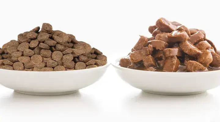 Сухий чи вологий корм: що краще для здоров’я домашніх тварин