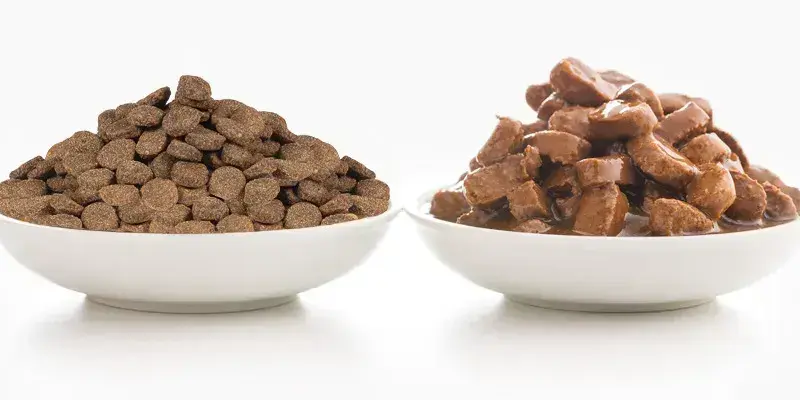 Сухий чи вологий корм: що краще для здоров’я домашніх тварин