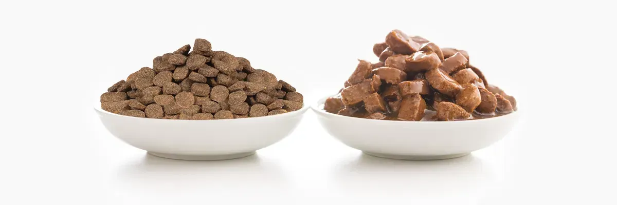 Сухий чи вологий корм: що краще для здоров’я домашніх тварин